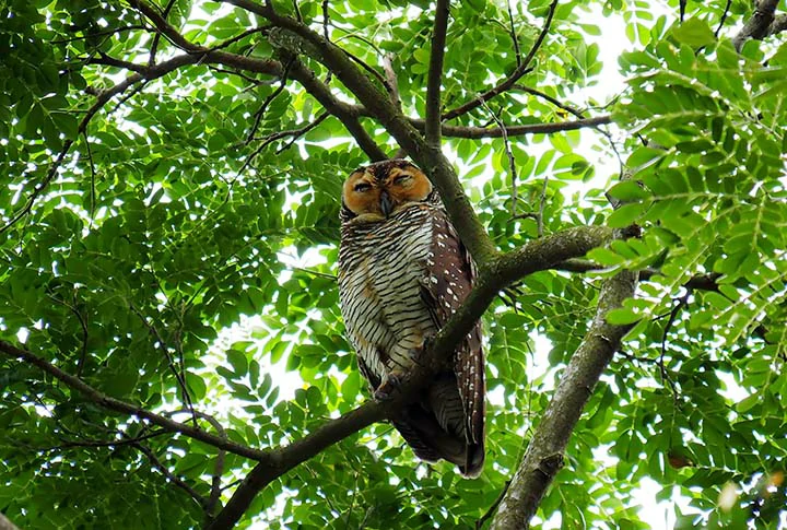 Wood Owl